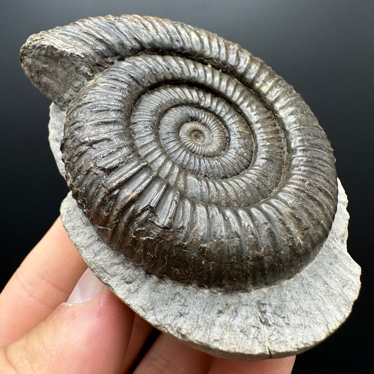 Dactylioceras Ammonite Fossil With box and Stand - Whitby, North Yorkshire Jurassic Coast Yorkshire Fossils