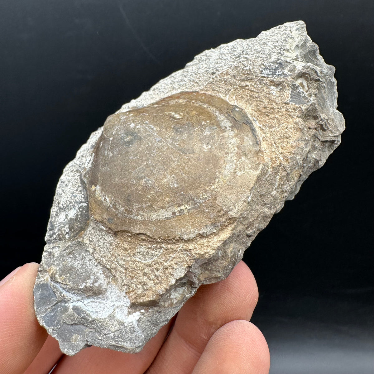 Shell fossil with stand - Whitby, North Yorkshire, Jurassic Coast, Yorkshire Fossils