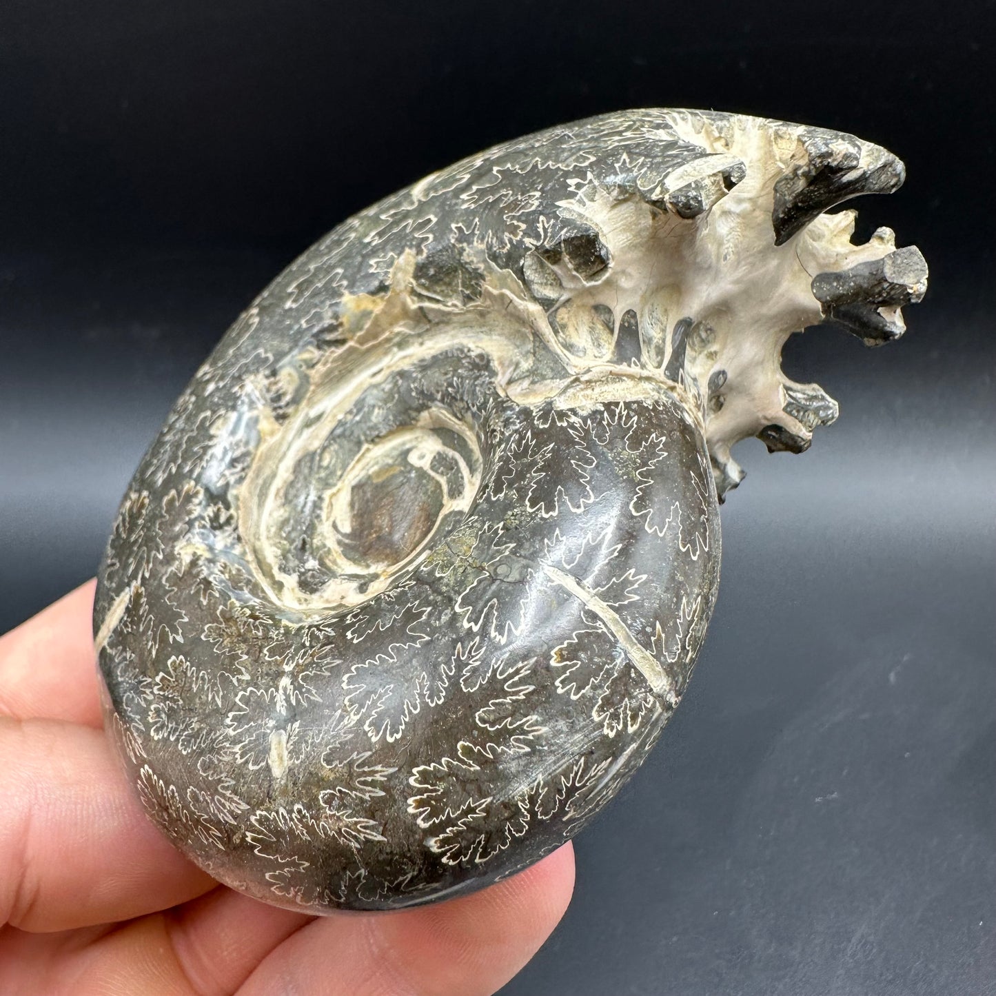 Puzosia Ammonite Fossil With Box And Stand - Cretaceous Ammonite Madagascar
