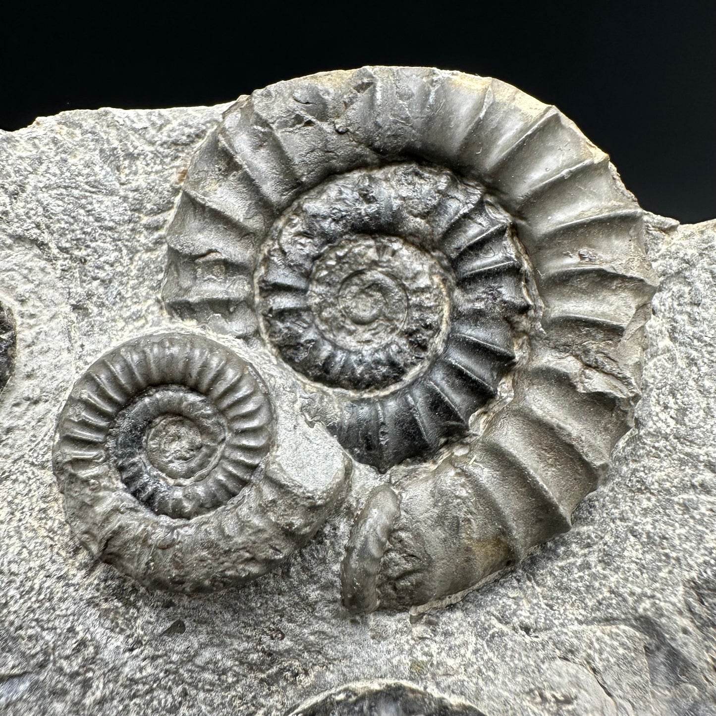 Arnioceras ammonite shell fossil with box and stand - Whitby, North Yorkshire Jurassic Coast Yorkshire Fossils