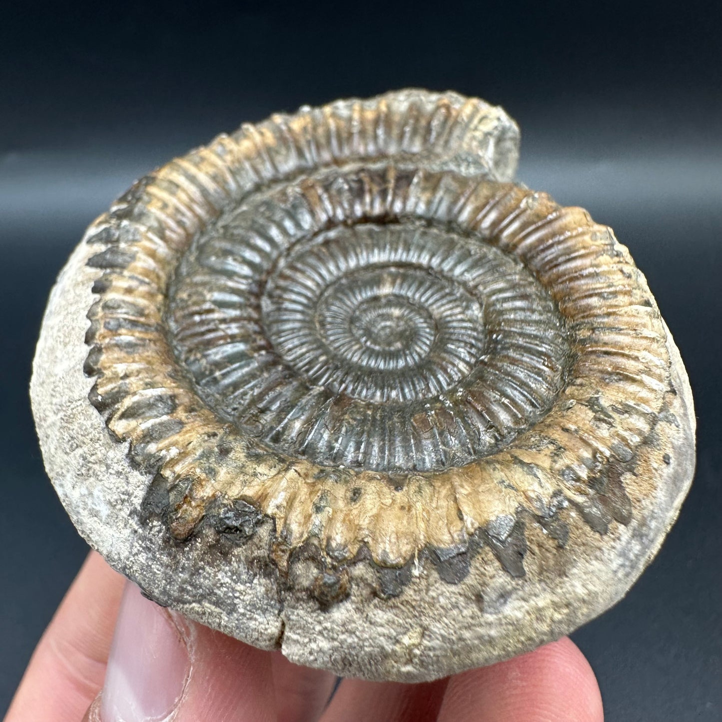 Dactylioceras Ammonite Fossil With Box And Stand - Whitby, North Yorkshire Jurassic Coast Yorkshire Fossils