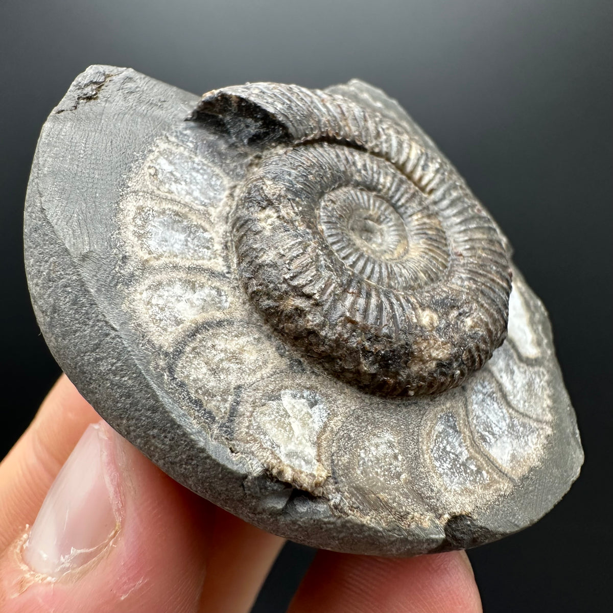 Dactylioceras Ammonite Fossil With box and Stand - Whitby, North Yorkshire Jurassic Coast Yorkshire Fossils
