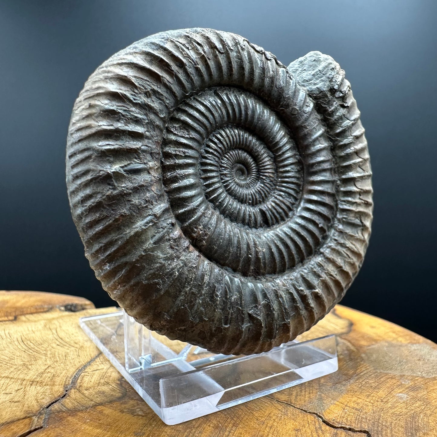 Dactylioceras Ammonite Fossil With box and Stand - Whitby, North Yorkshire Jurassic Coast Yorkshire Fossils
