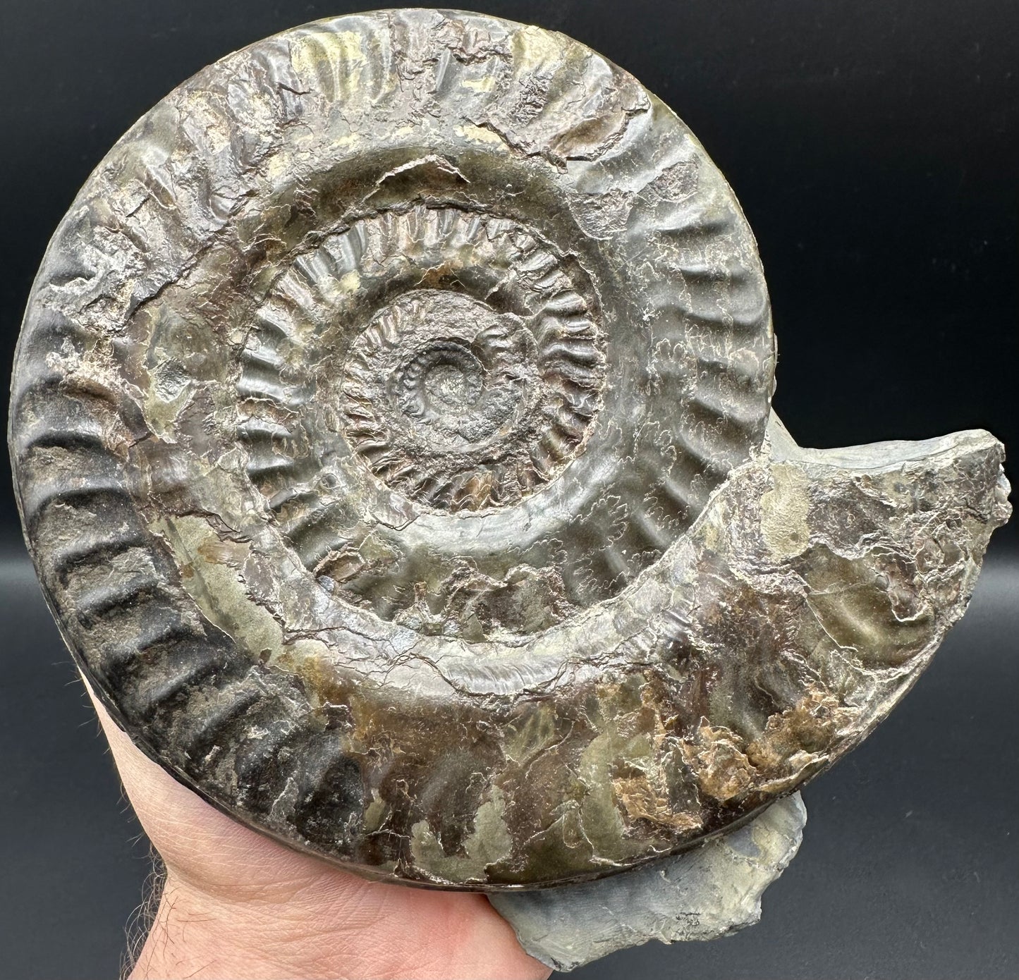 Hildoceras lusitanicum Ammonite fossil - Whitby, North Yorkshire, Jurassic Coast, Yorkshire Fossils from the Jurassic Coast