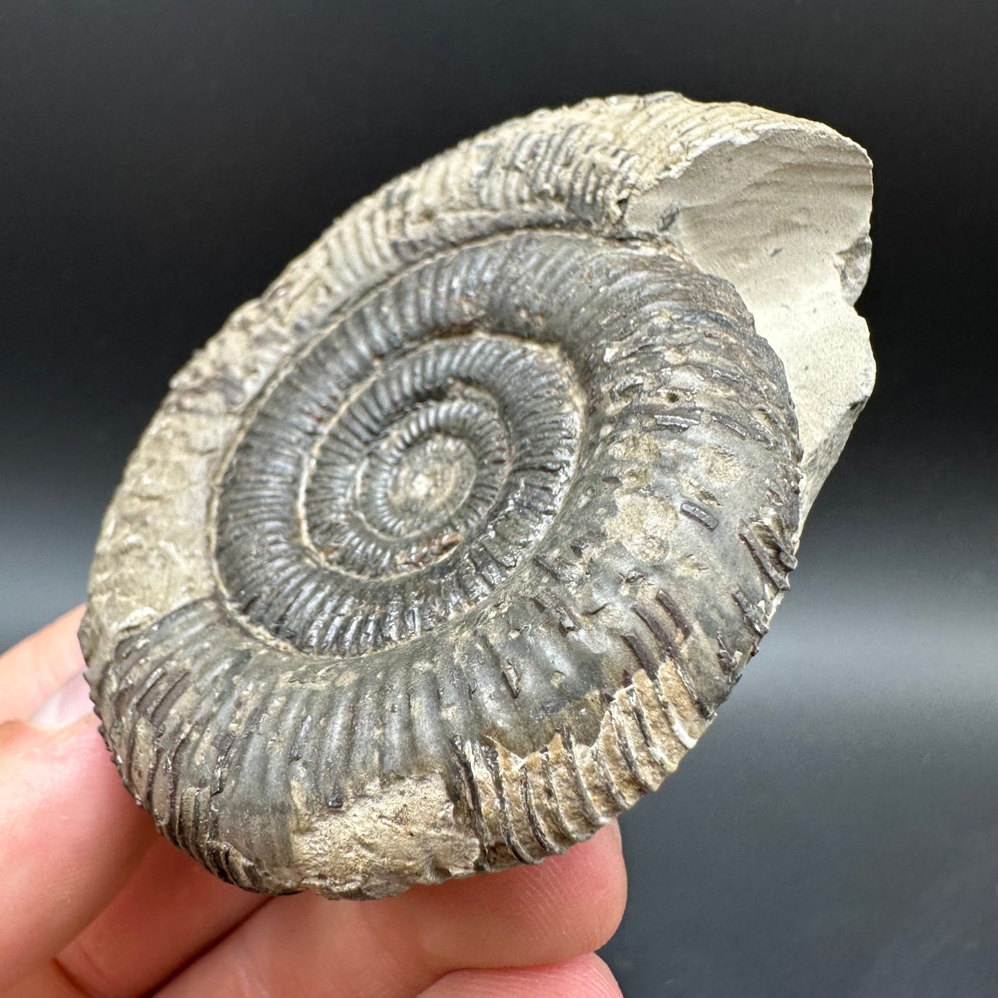 Dactylioceras clevelandicum Ammonite fossil with box and stand - Whitby, North Yorkshire Jurassic Coast