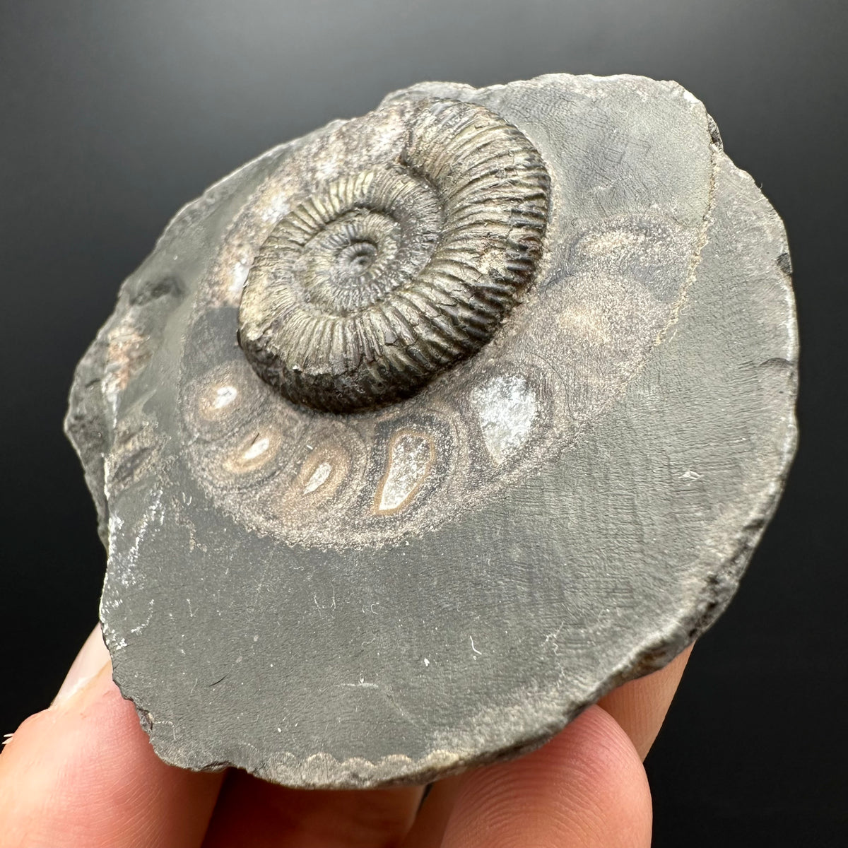 Dactylioceras Ammonite Fossil With box and Stand - Whitby, North Yorkshire Jurassic Coast Yorkshire Fossils