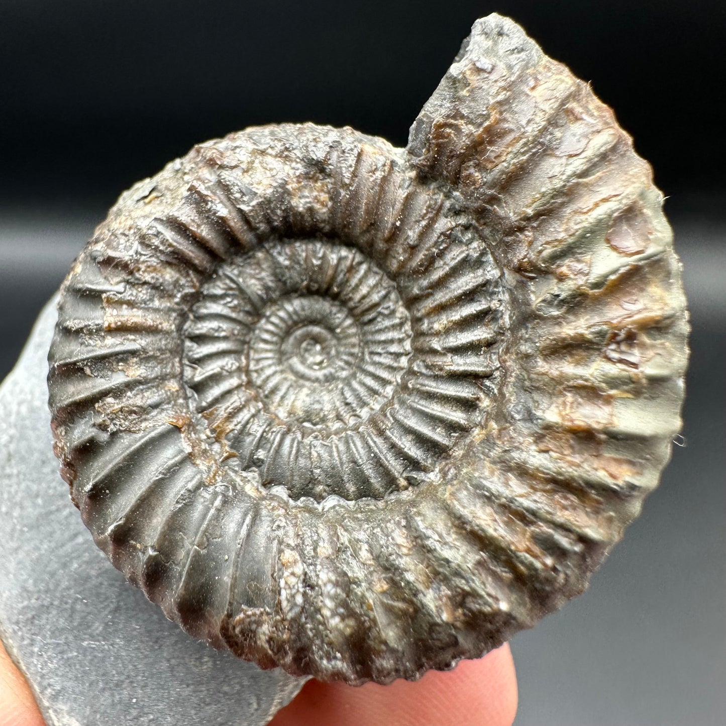 Catacoeloceras Sp. ammonite fossil with box and stand- Whitby, North Yorkshire Jurassic Coast Yorkshire Fossils