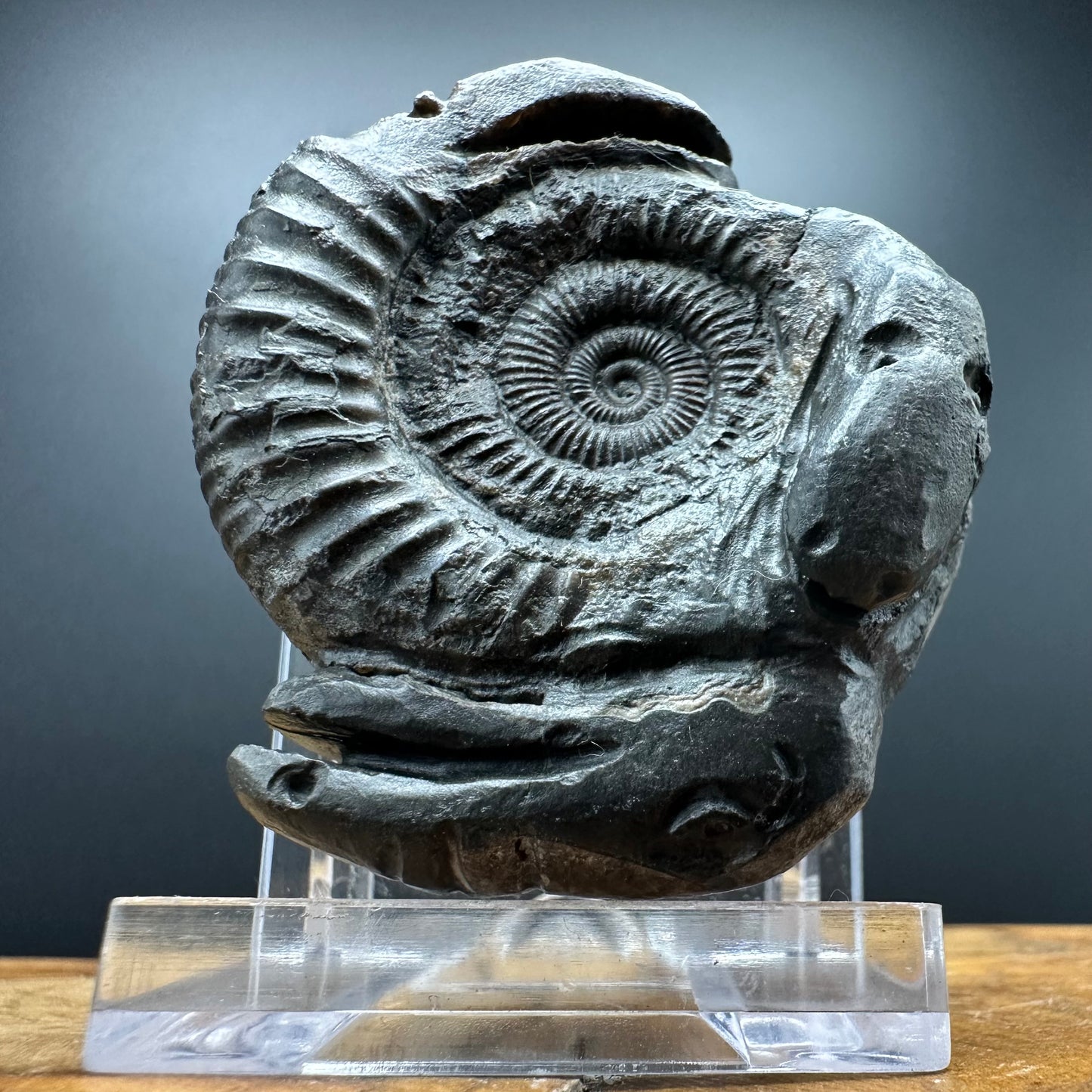 Hydra Snakestone Ammonite Fossil With Bag/Box And Stand - Whitby, North Yorkshire Jurassic Coast Yorkshire Fossils