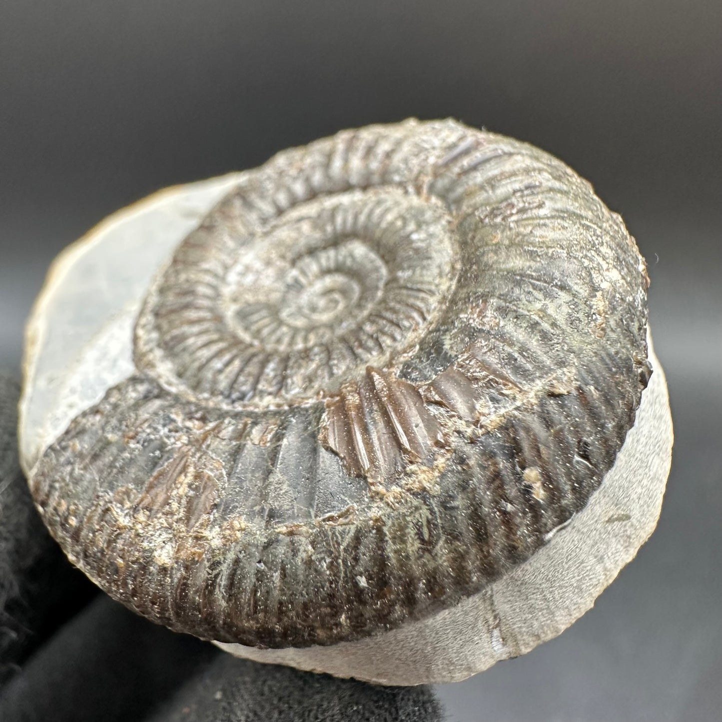Dactylioceras Ammonite Fossil With Box And Stand - Whitby, North Yorkshire Jurassic Coast Yorkshire Fossils