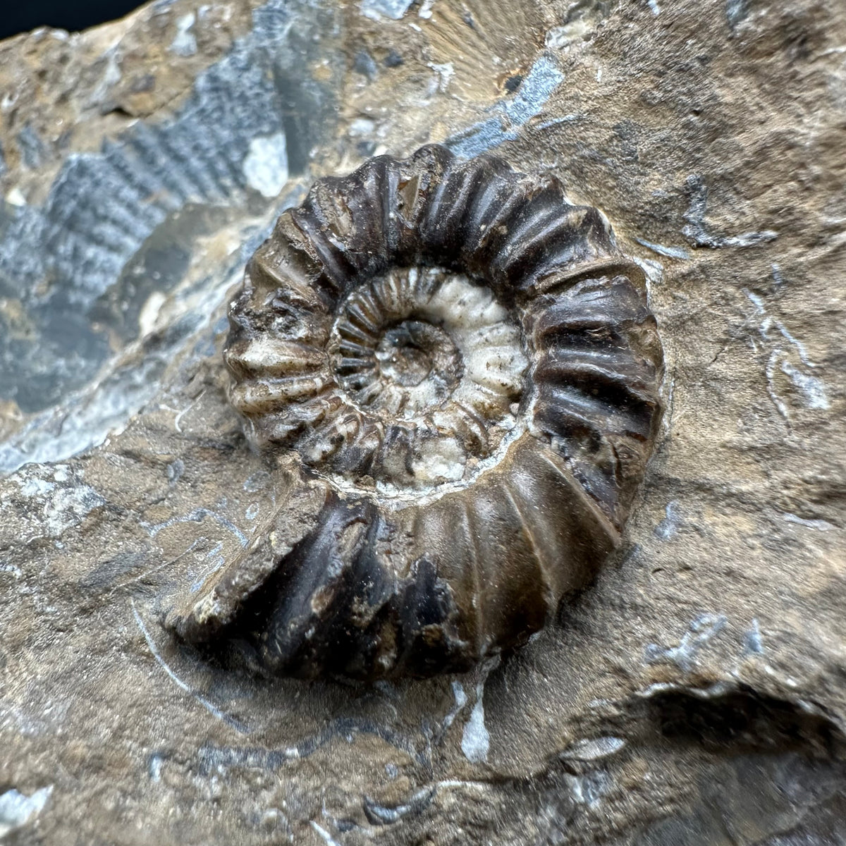 Androgynoceras capricornus Ammonite Fossil With Stand - Whitby, North Yorkshire Jurassic Coast Yorkshire Fossils