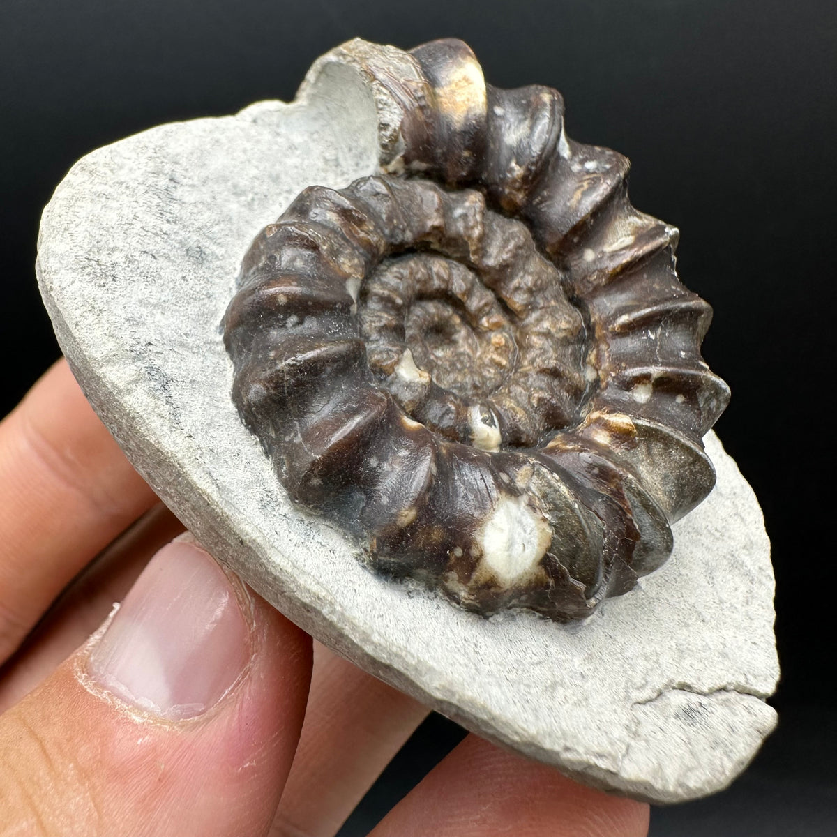 Androgynoceras maculatum ammonite fossil with box and stand - Whitby, North Yorkshire Jurassic Coast Yorkshire Fossils