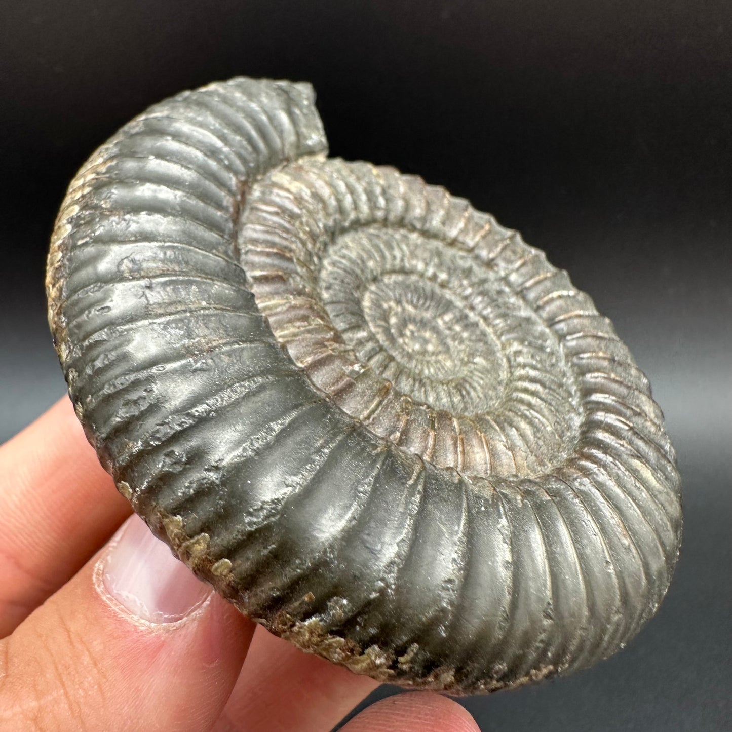 Dactylioceras Ammonite Fossil With Box And Stand - Whitby, North Yorkshire Jurassic Coast Yorkshire Fossils