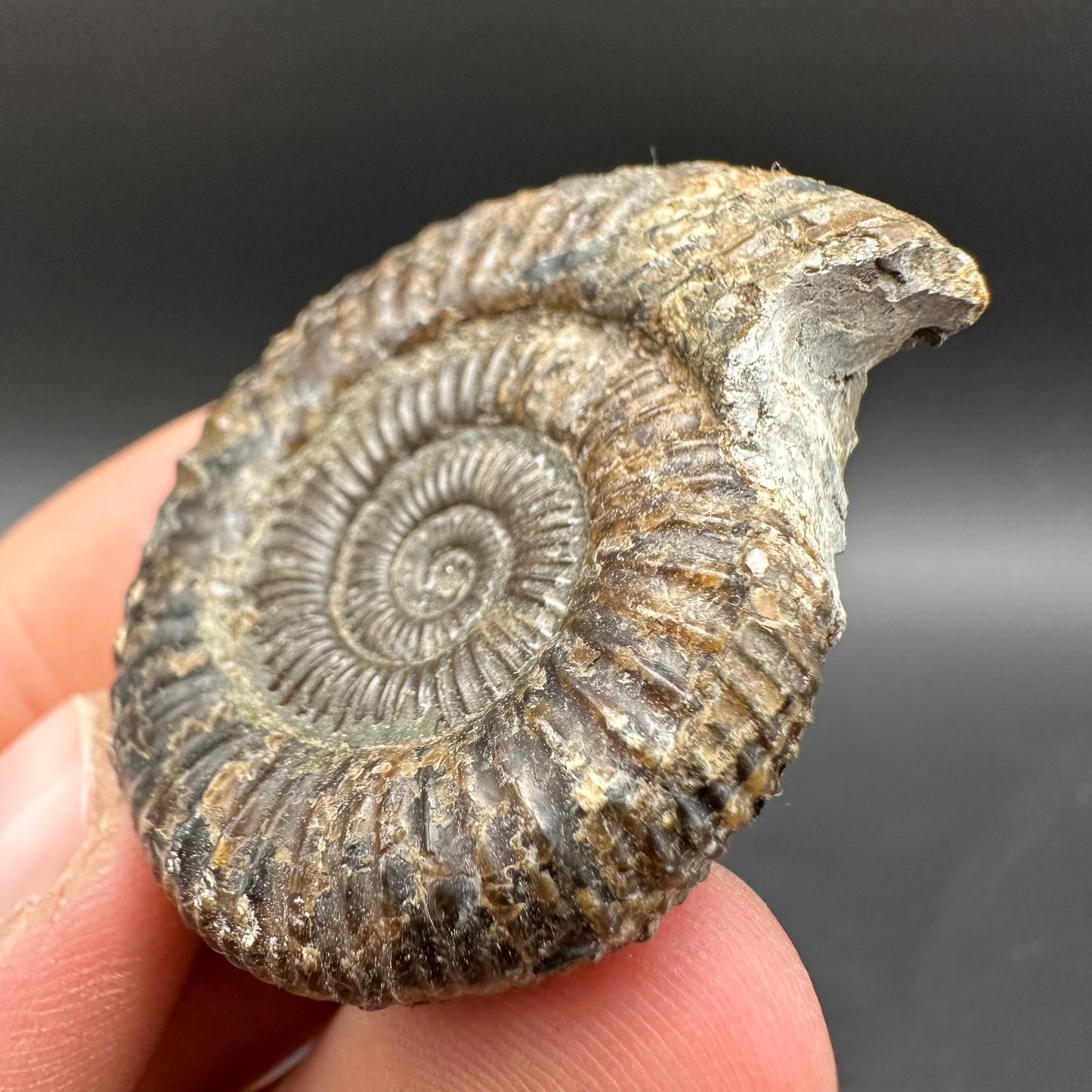 Dactylioceras Ammonite Fossil With Box And Stand - Whitby, North Yorkshire Jurassic Coast Yorkshire Fossils