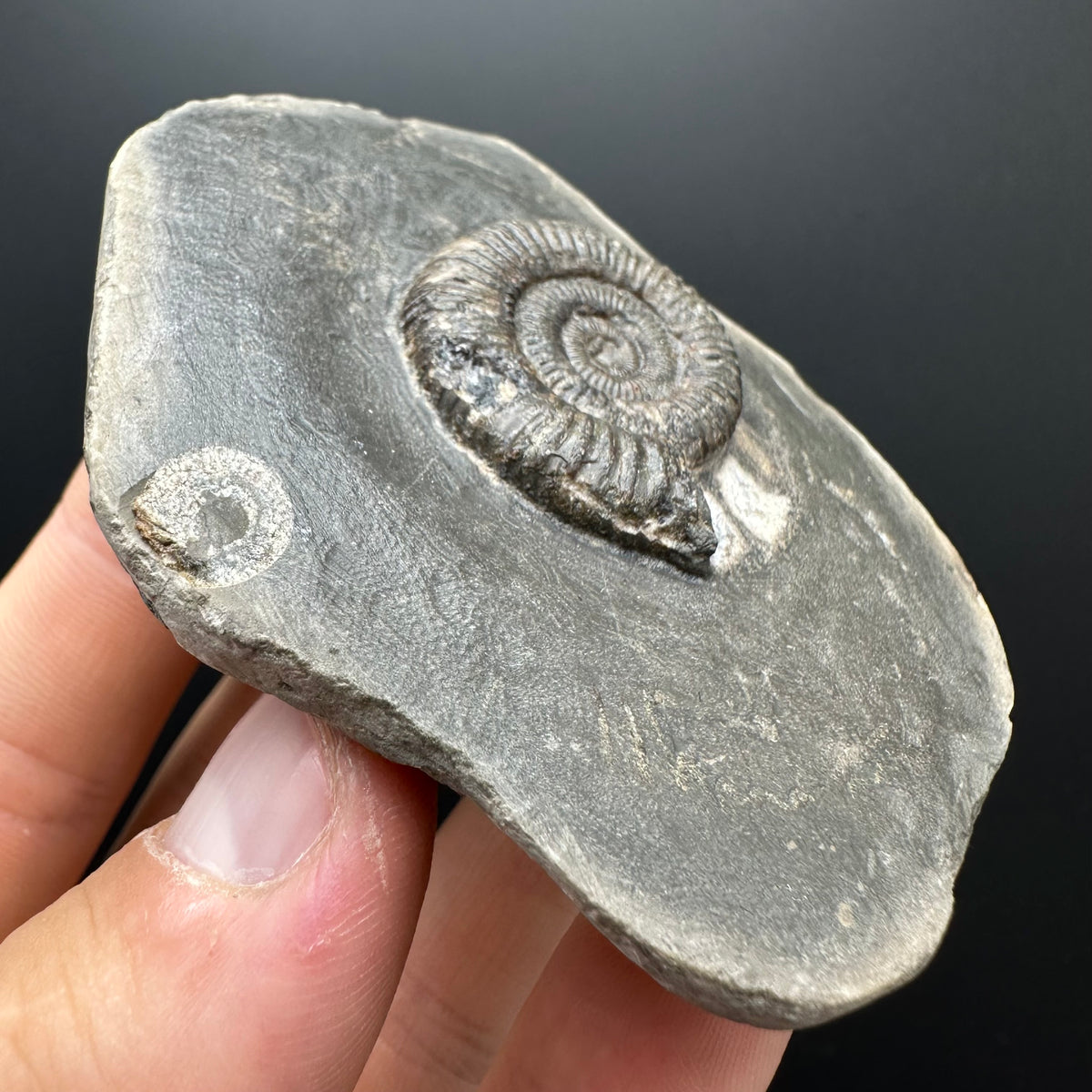 Dactylioceras Ammonite Fossil With box and Stand - Whitby, North Yorkshire Jurassic Coast Yorkshire Fossils