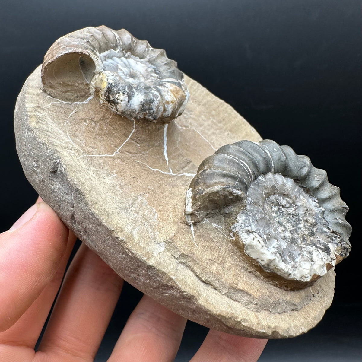 Androgynoceras maculatum ammonite fossil with stand - Whitby, North Yorkshire Jurassic Coast Yorkshire Fossils