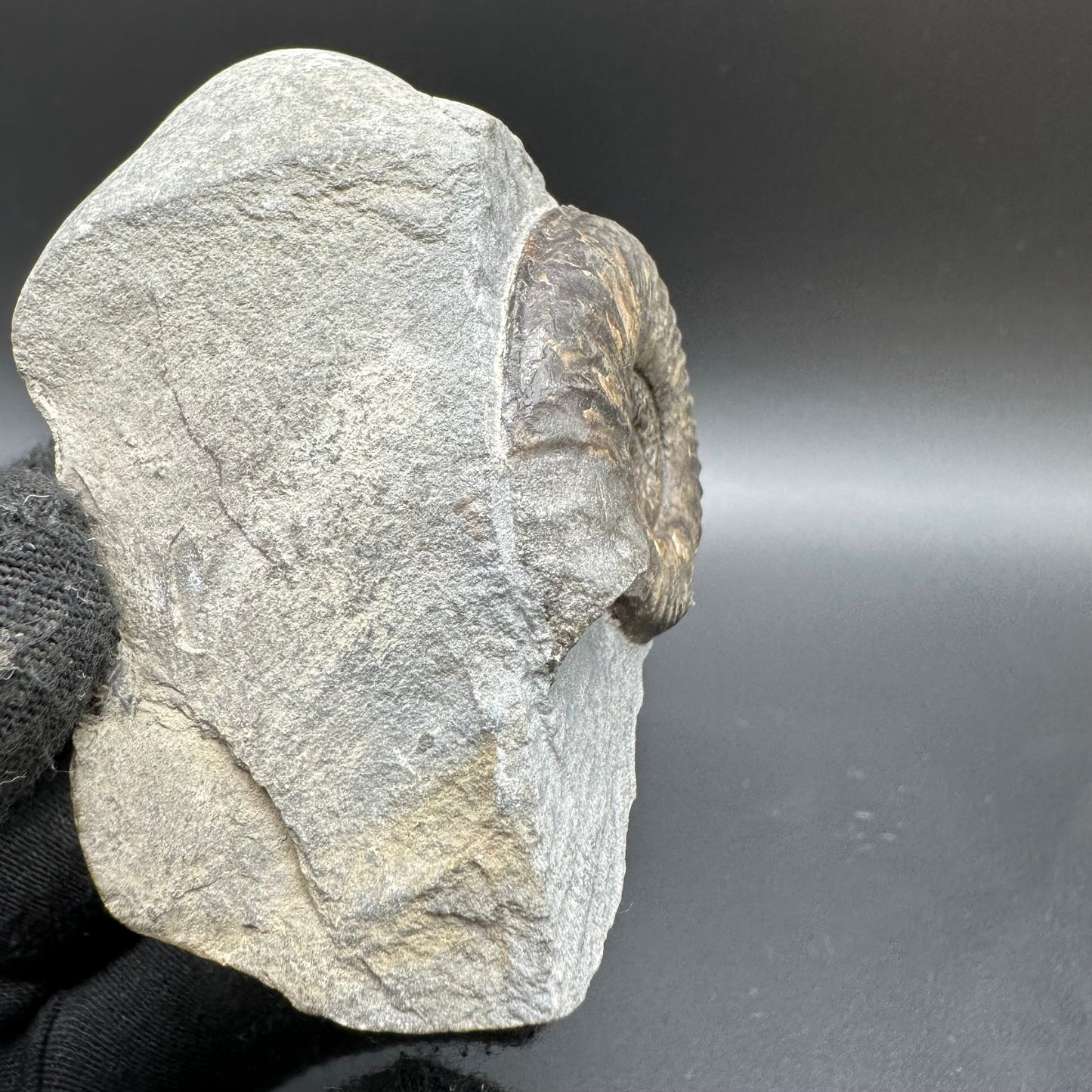 Grammoceras thoaurense Ammonite shell fossil with box and stand - Whitby, North Yorkshire, Yorkshire Fossils from the Jurassic Coast