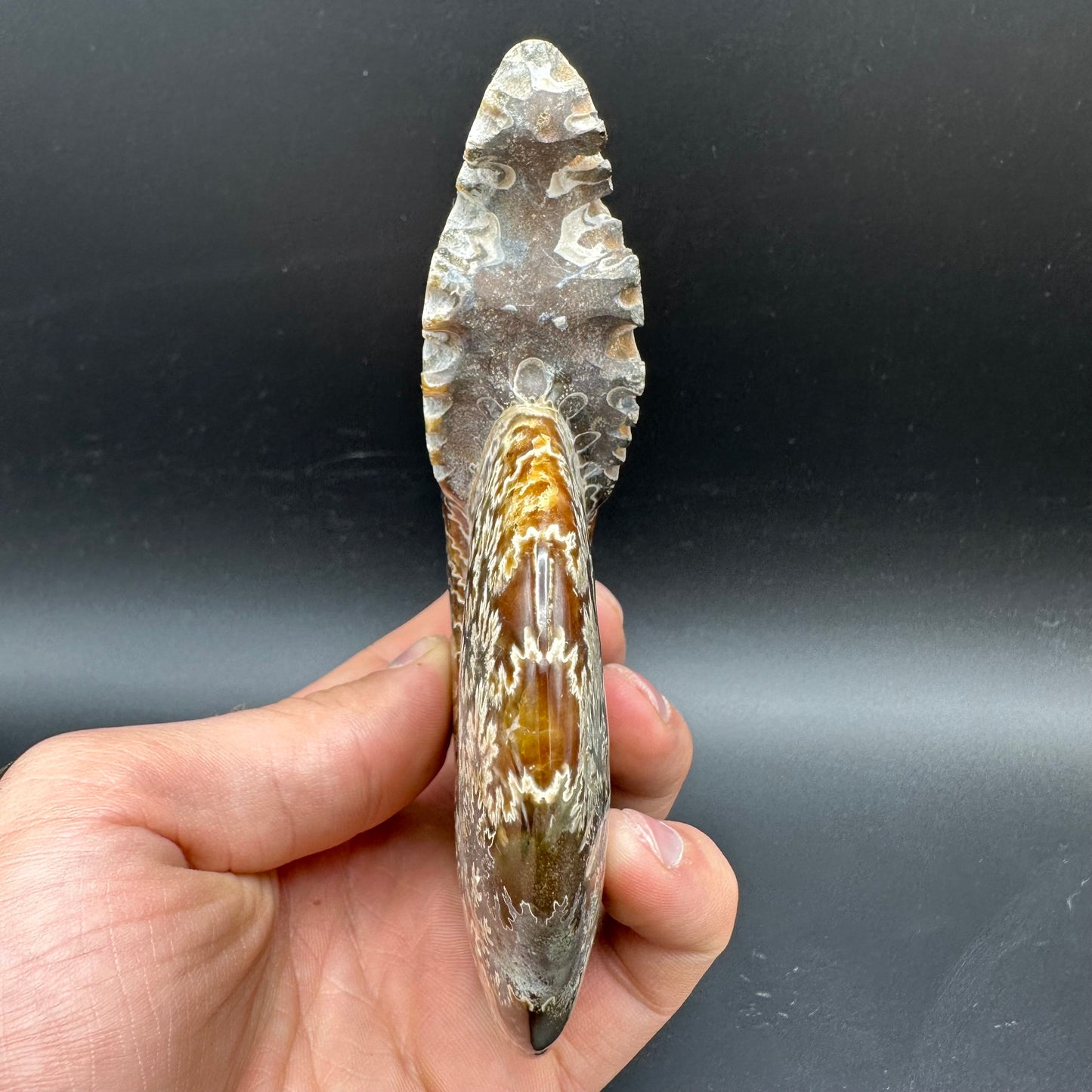 Cleoniceras Ammonite Fossil With Box And Stand - Cretaceous Ammonite Madagascar