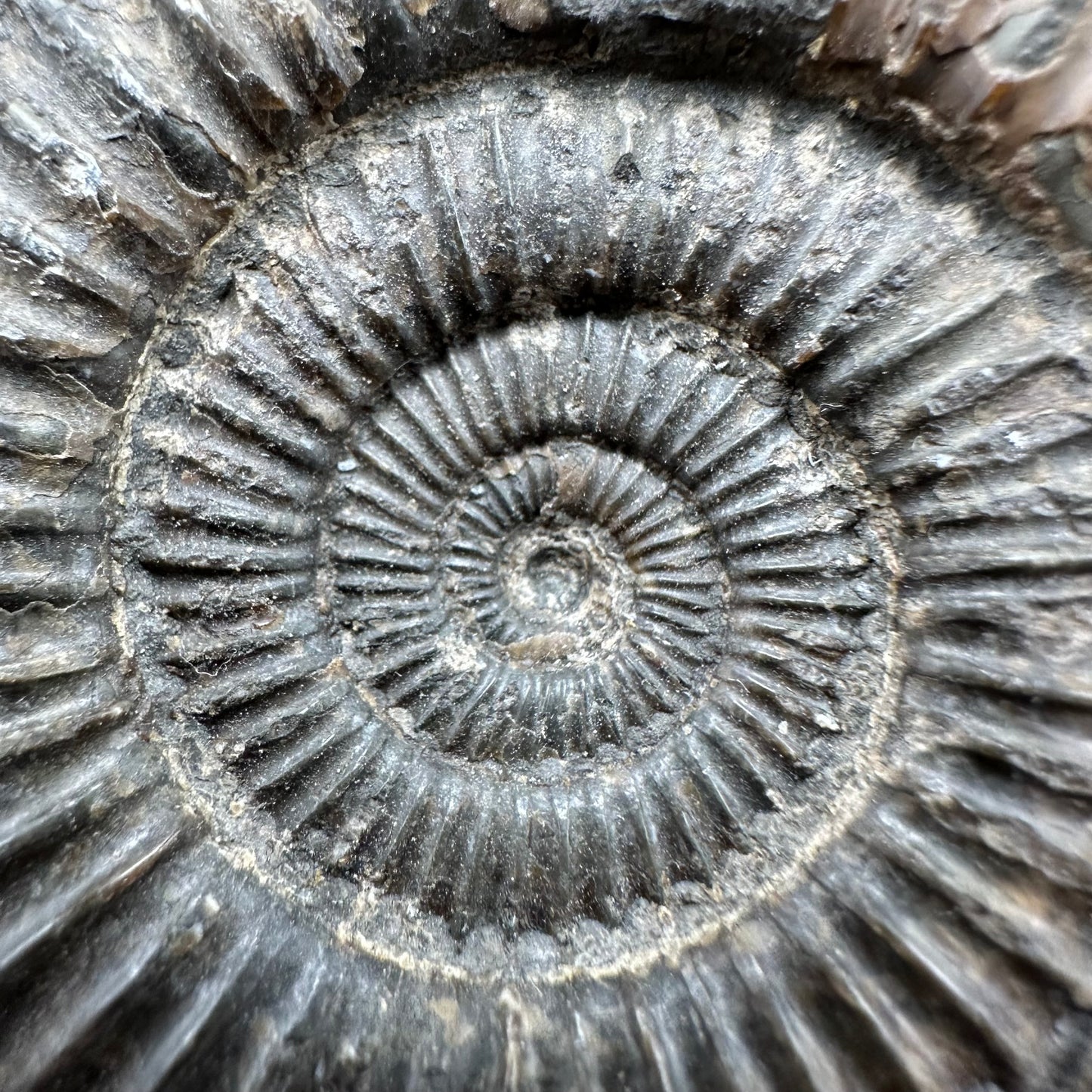 Dactylioceras Ammonite Fossil With Box And Stand - Whitby, North Yorkshire Jurassic Coast Yorkshire Fossils