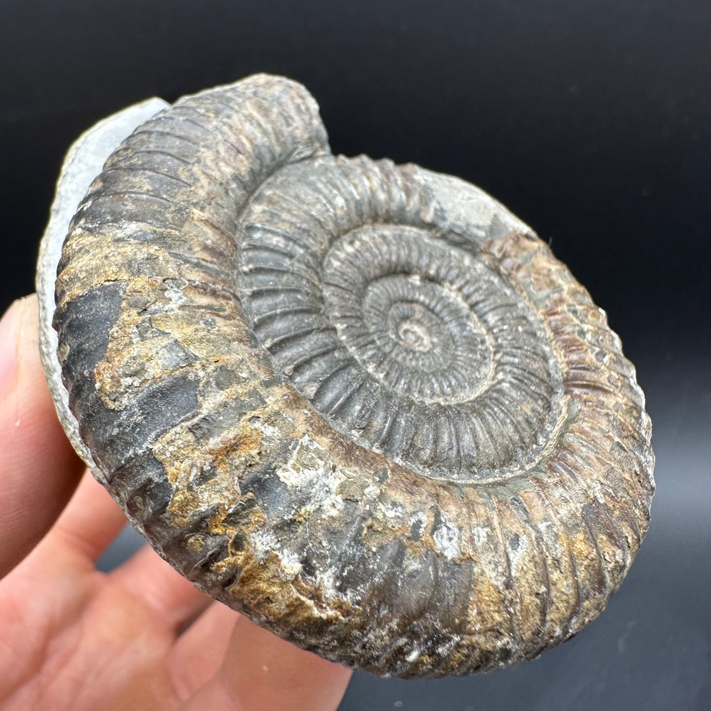 Dactylioceras Ammonite Fossil With Box And Stand - Whitby, North Yorkshire Jurassic Coast Yorkshire Fossils