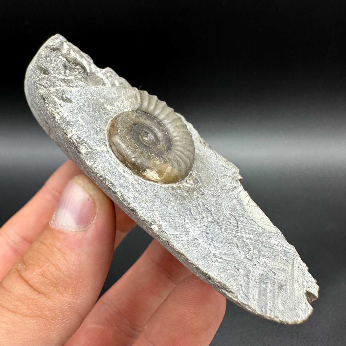 Arnioceras ammonite shell fossil with box and stand - Whitby, North Yorkshire Jurassic Coast Yorkshire Fossils