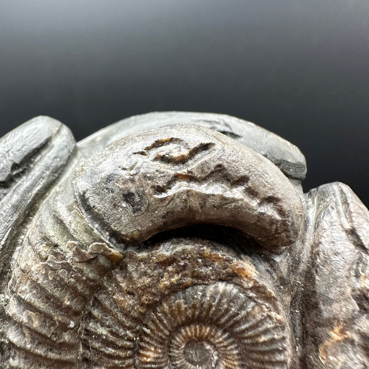 Hydra Snakestone Ammonite Fossil With Bag/Box And Stand - Whitby, North Yorkshire Jurassic Coast Yorkshire Fossils
