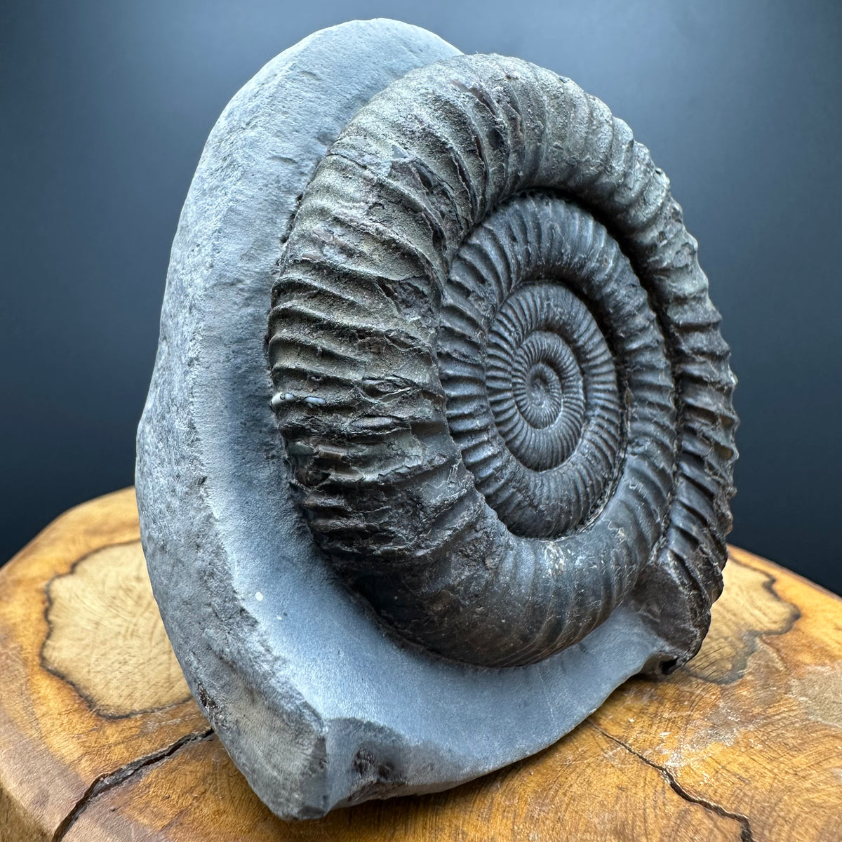 Dactylioceras Ammonite Fossil With box and Stand - Whitby, North Yorkshire Jurassic Coast Yorkshire Fossils