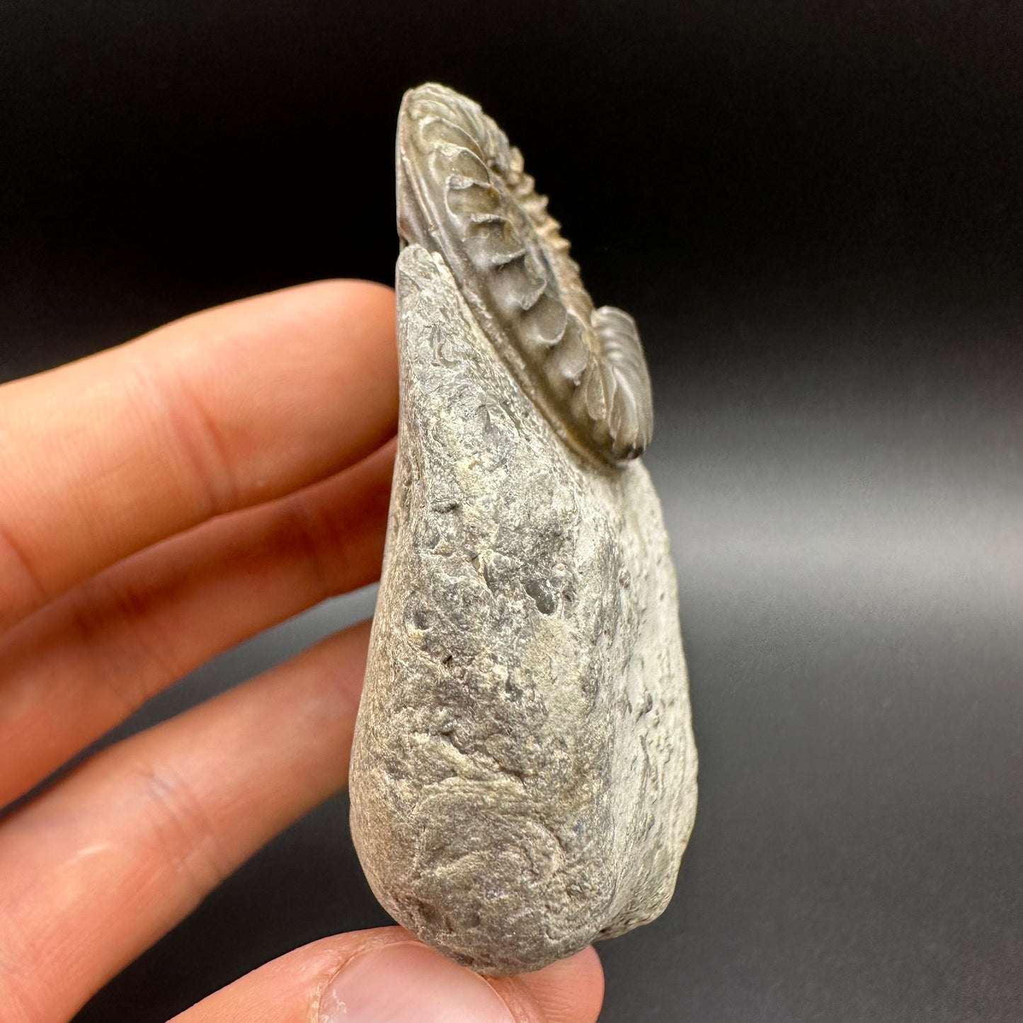 Arnioceras ammonite shell fossil with box and stand - Whitby, North Yorkshire Jurassic Coast Yorkshire Fossils