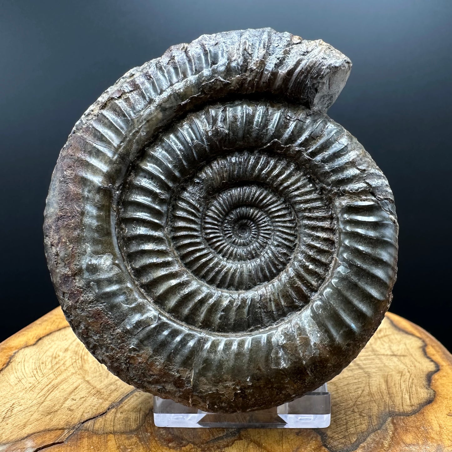 Dactylioceras Ammonite Fossil With box and Stand - Whitby, North Yorkshire Jurassic Coast Yorkshire Fossils