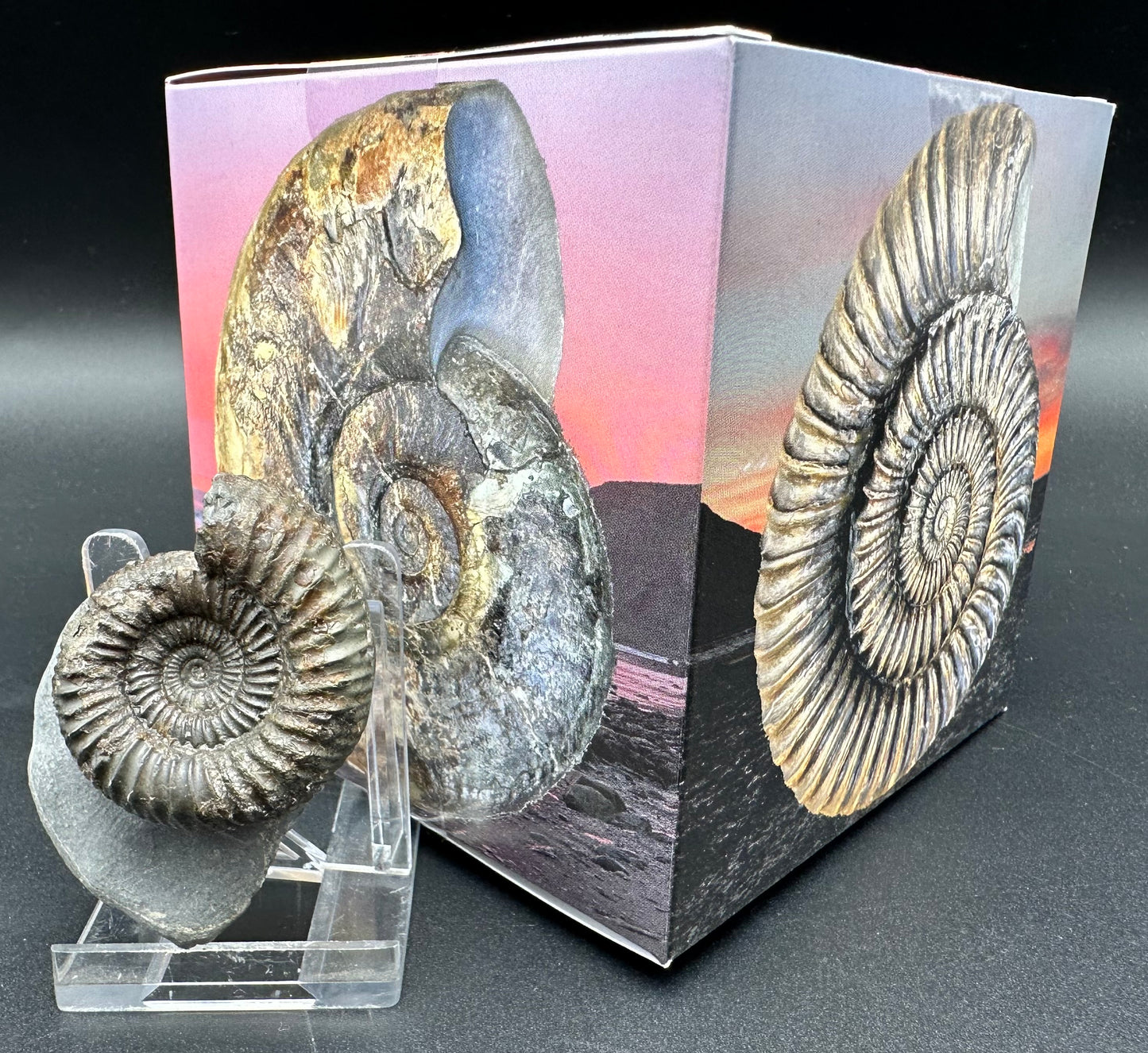 Catacoeloceras Sp. ammonite fossil with box and stand- Whitby, North Yorkshire Jurassic Coast Yorkshire Fossils