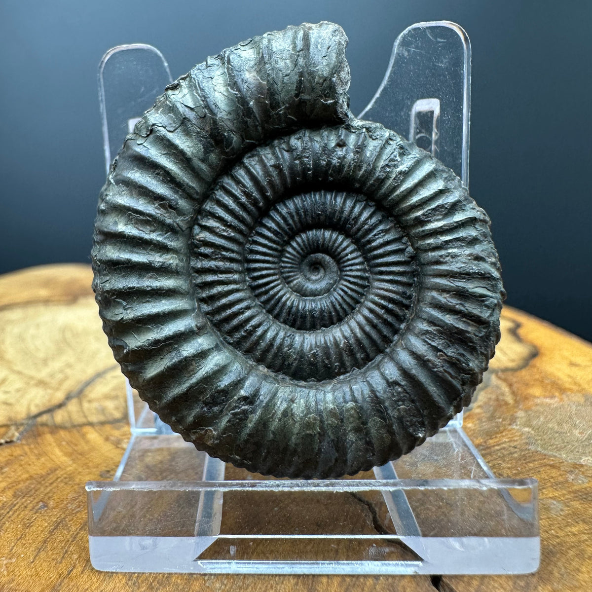 Dactylioceras Ammonite Fossil With box and Stand - Whitby, North Yorkshire Jurassic Coast Yorkshire Fossils