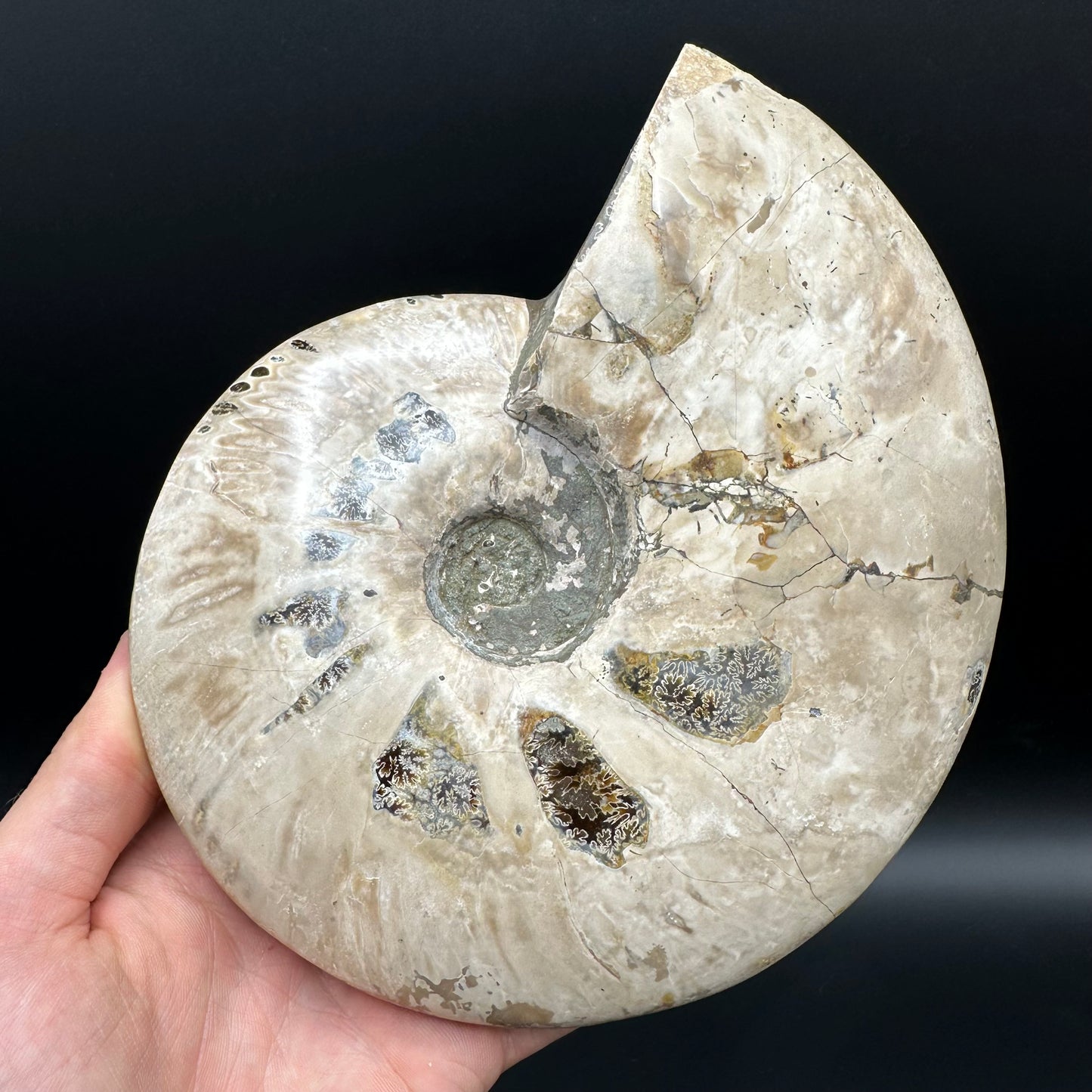 Cleoniceras Ammonite Fossil With Stand - Cretaceous Ammonite Madagascar