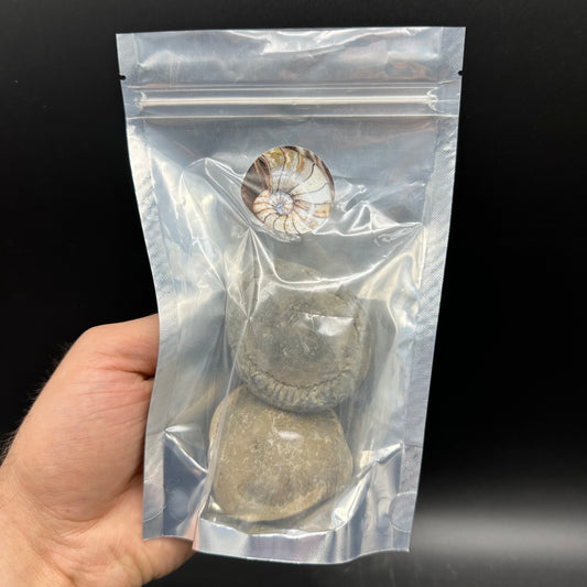 Small Ammonite Nodules x2 Ammonite Fossil (Open Your Own Fossil) - Whitby, North Yorkshire Jurassic Coast, Yorkshire fossils