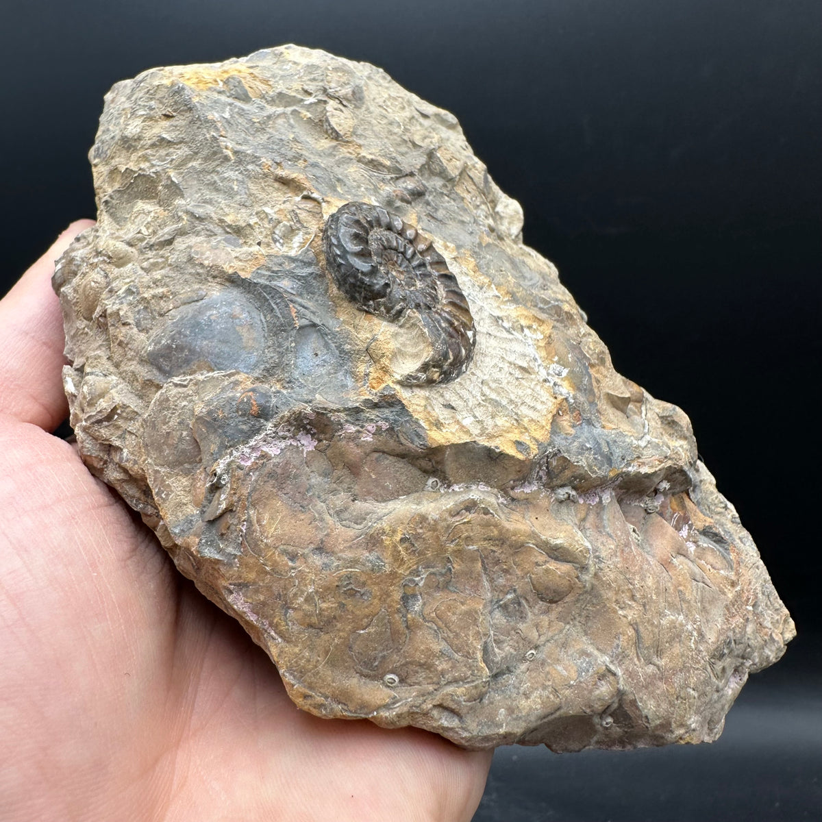 Amaltheus subnodosus Ammonite fossil with stand - Whitby, North Yorkshire Jurassic Coast Yorkshire Fossils