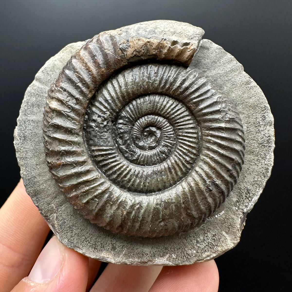 Dactylioceras Ammonite Fossil With box and Stand - Whitby, North Yorkshire Jurassic Coast Yorkshire Fossils