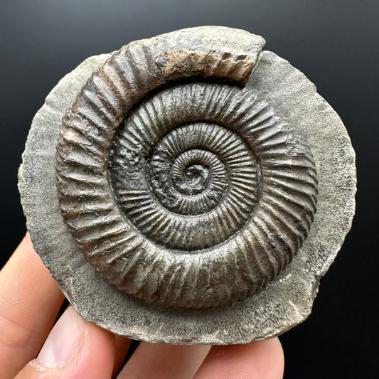 Dactylioceras Ammonite Fossil With box and Stand - Whitby, North Yorkshire Jurassic Coast Yorkshire Fossils