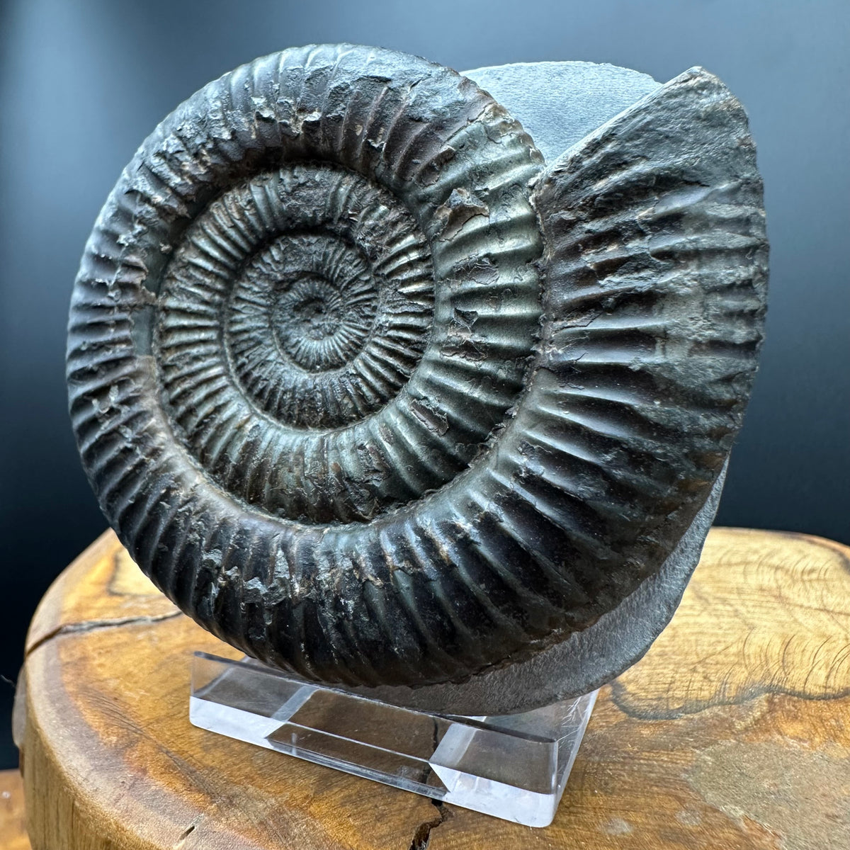 Dactylioceras Ammonite Fossil With box and Stand - Whitby, North Yorkshire Jurassic Coast Yorkshire Fossils