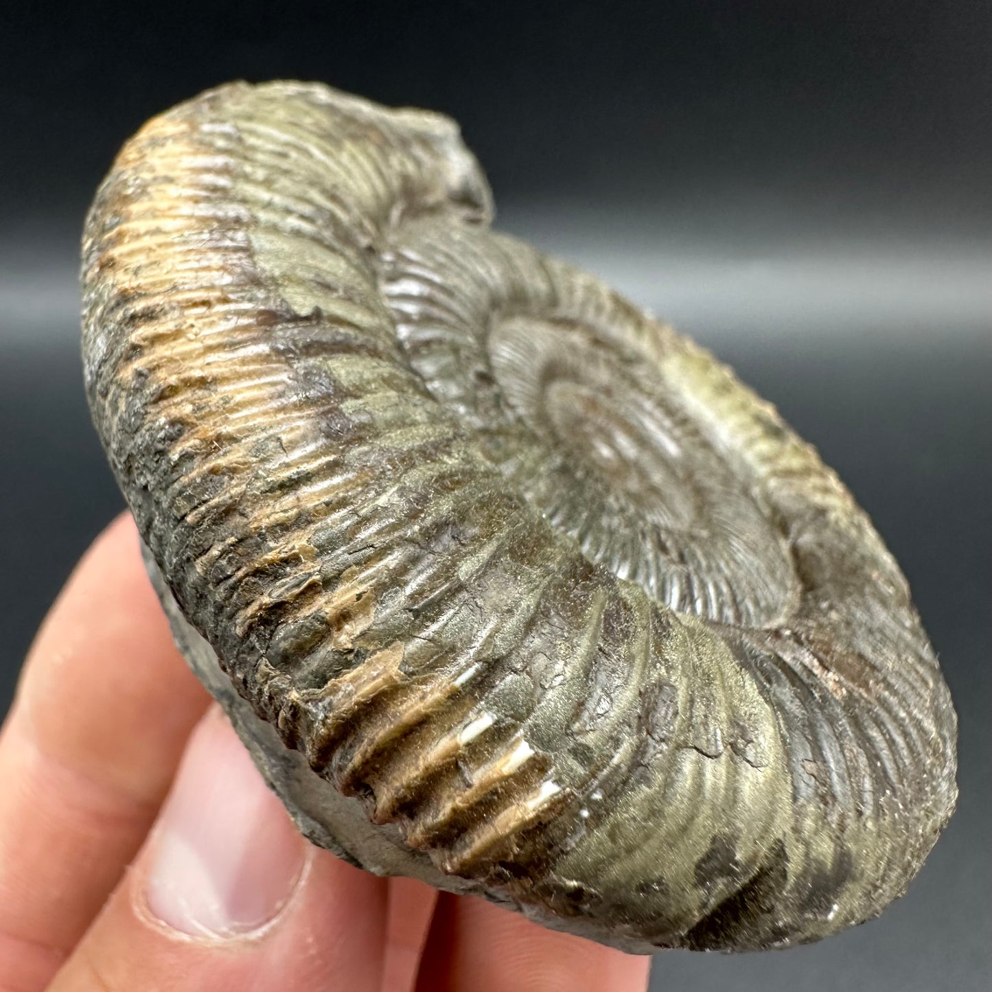 Dactylioceras Ammonite Fossil With Box And Stand - Whitby, North Yorkshire Jurassic Coast Yorkshire Fossils