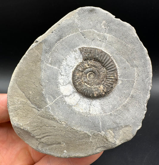 Dactylioceras Ammonite Fossil With Box And Stand - Whitby, North Yorkshire Jurassic Coast Yorkshire Fossils