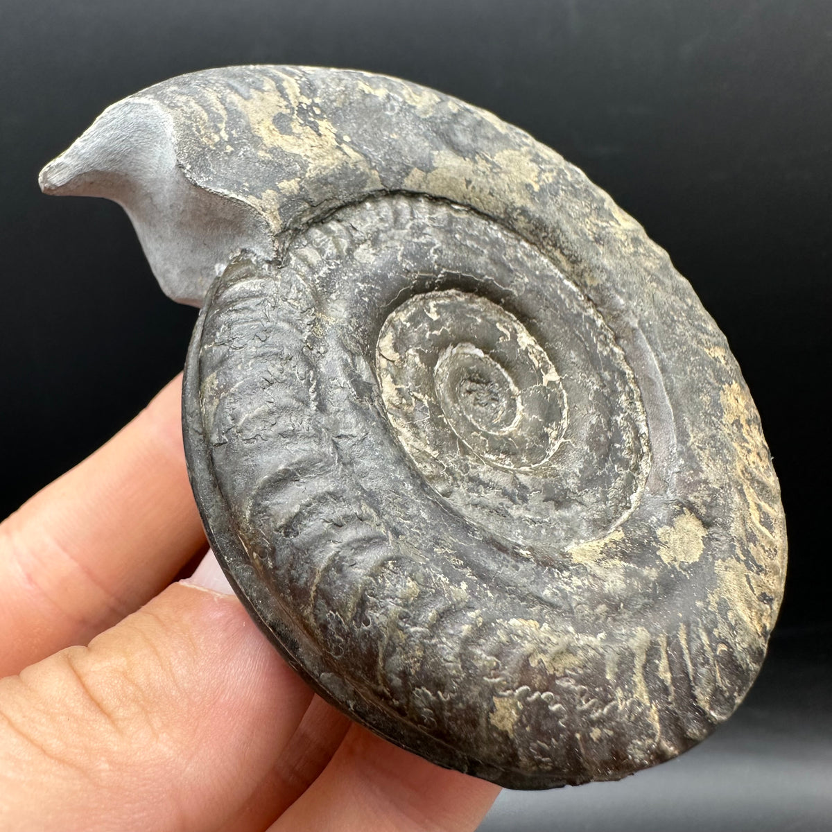 Hildoceras Bifrons Ammonite fossil with stand - Whitby, North Yorkshire Jurassic Coast, Yorkshire Fossils from the Jurassic Coast