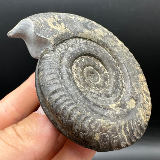 Hildoceras Bifrons Ammonite fossil with stand - Whitby, North Yorkshire Jurassic Coast, Yorkshire Fossils from the Jurassic Coast