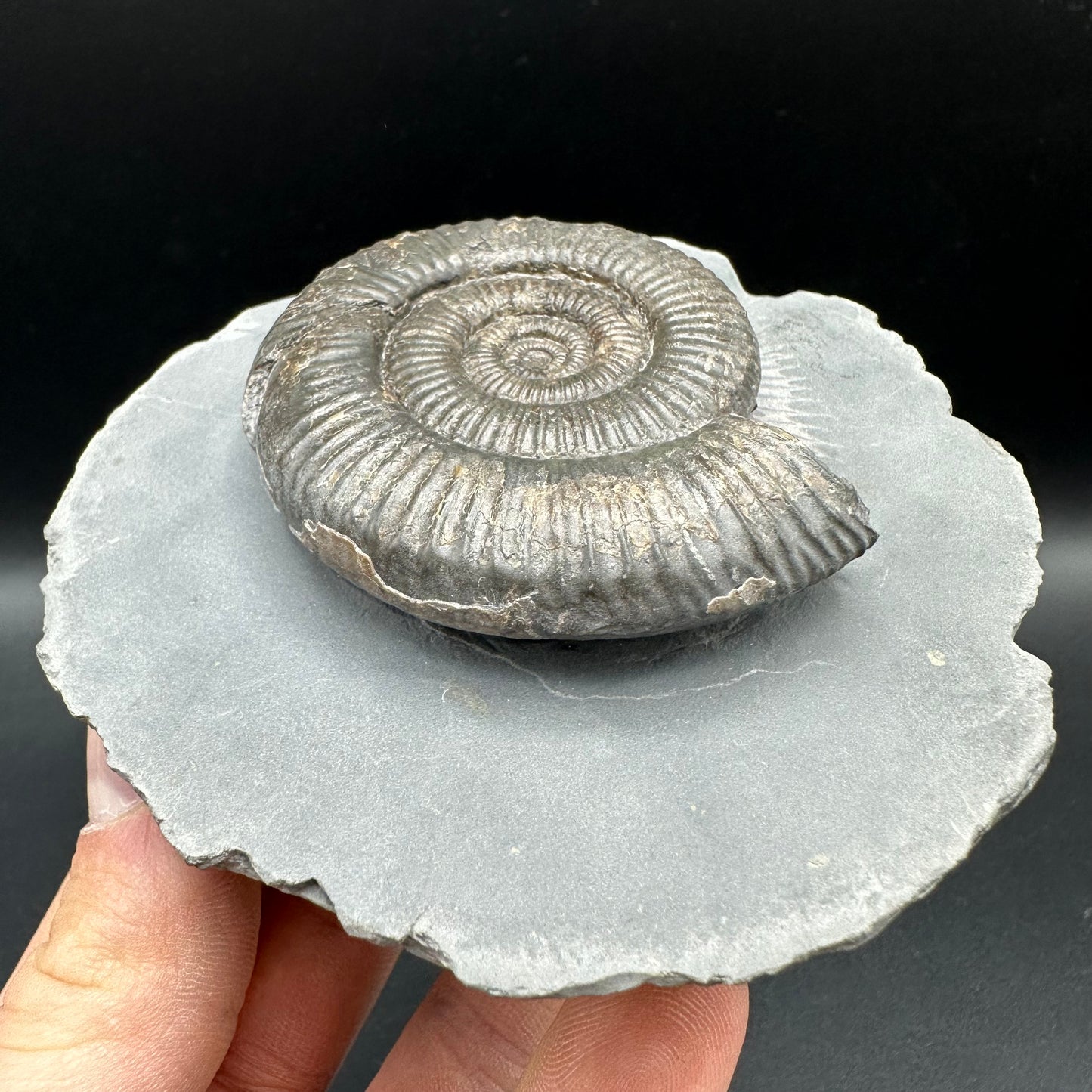 Zugodactylites Ammonite fossil with box and stand - Whitby, North Yorkshire Jurassic Coast, Yorkshire fossils