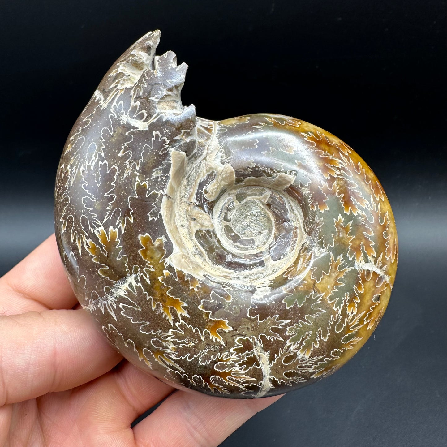 Puzosia Ammonite Fossil With Box And Stand - Cretaceous Ammonite Madagascar
