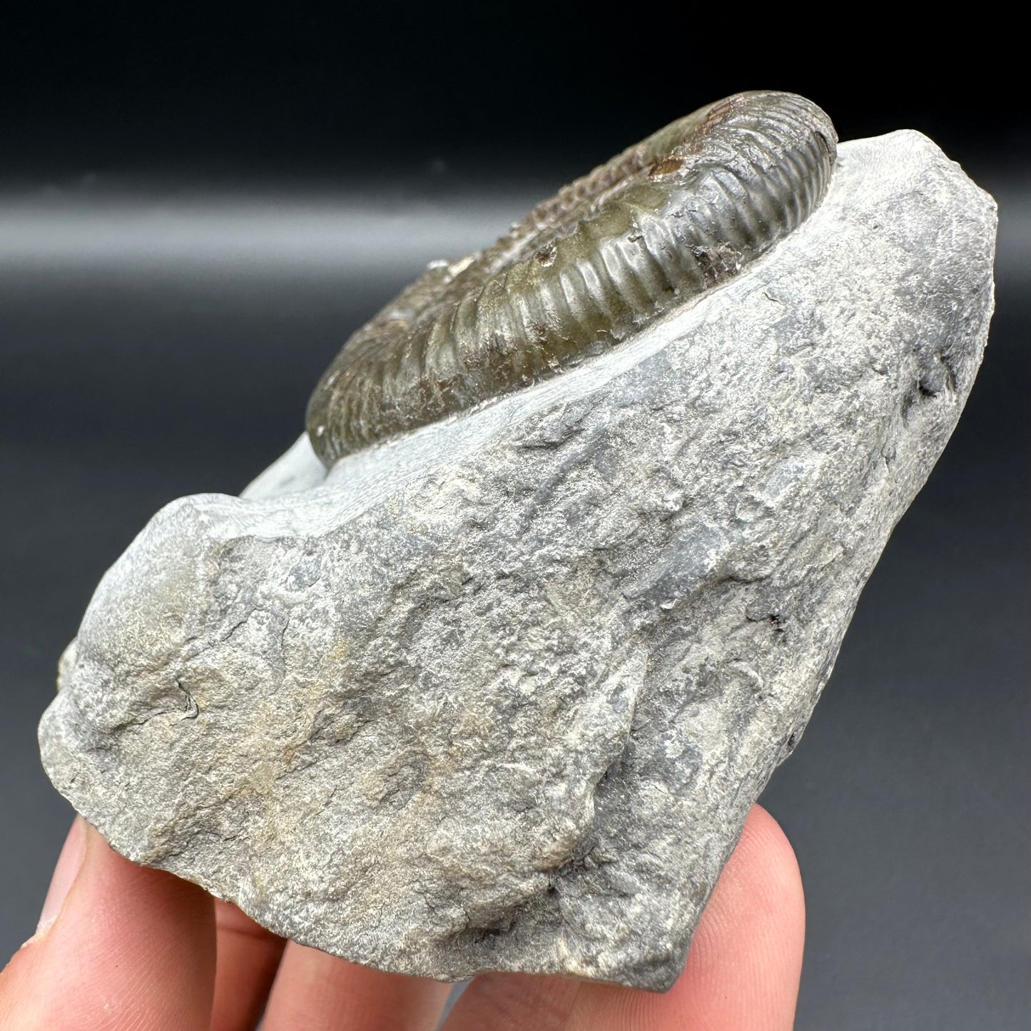 Dactylioceras Ammonite Fossil With Box And Stand - Whitby, North Yorkshire Jurassic Coast Yorkshire Fossils