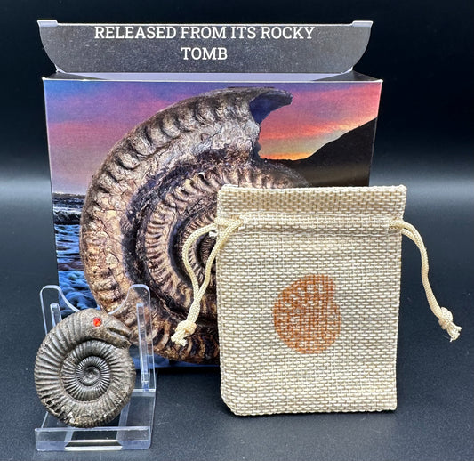 Snakestone Ammonite Fossil With Bag/Box And Stand - Whitby, North Yorkshire Jurassic Coast Yorkshire Fossils