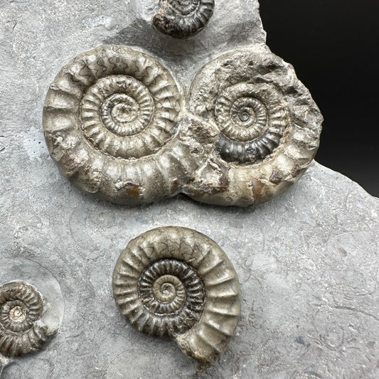 Arnioceras ammonite shell fossil with stand - Whitby, North Yorkshire Jurassic Coast Yorkshire Fossils