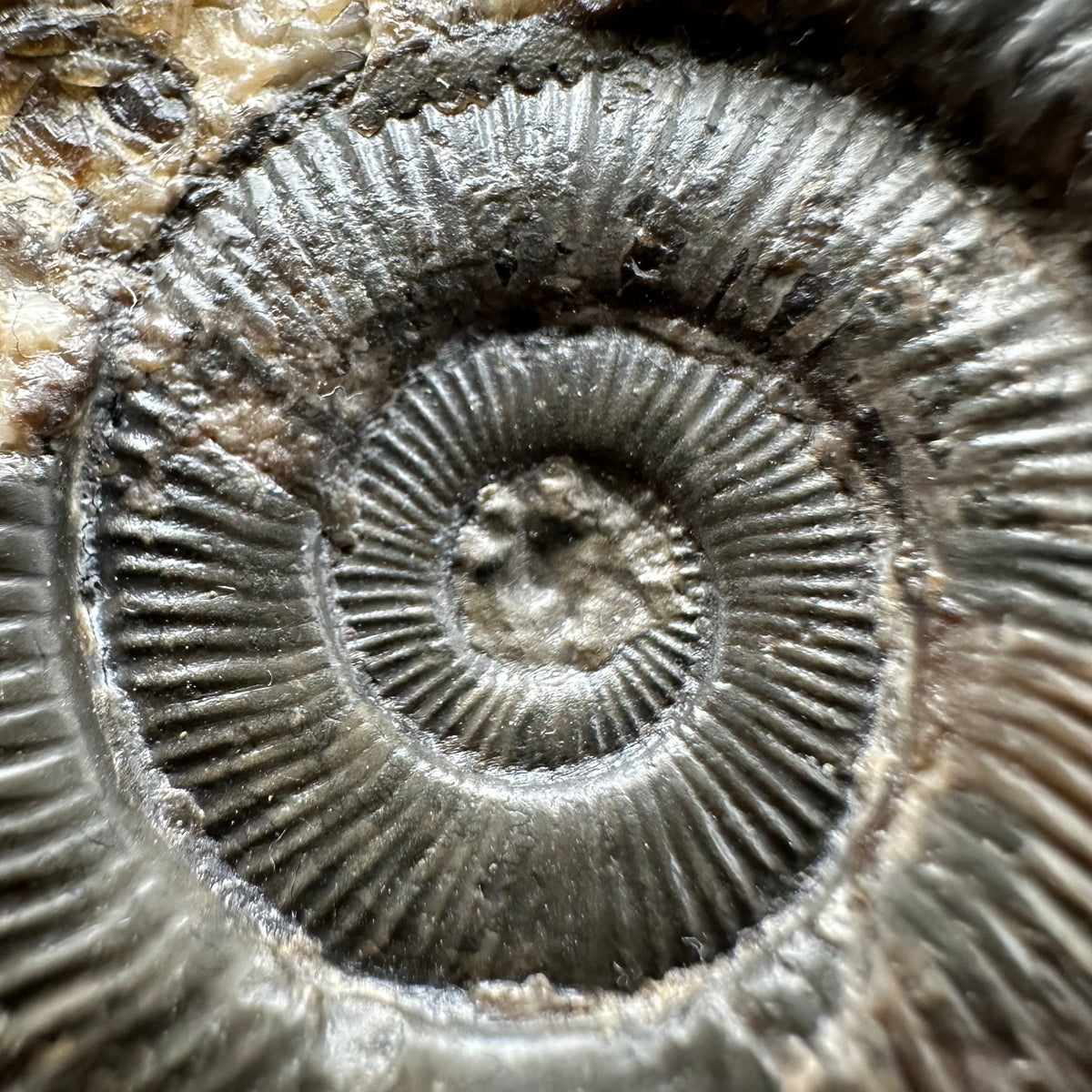 Dactylioceras Ammonite Fossil With box and Stand - Whitby, North Yorkshire Jurassic Coast Yorkshire Fossils