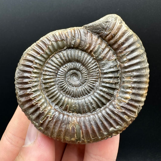 Dactylioceras Ammonite nodule (split pair) Fossil With Box And Stand - Whitby, North Yorkshire Jurassic Coast Yorkshire Fossils