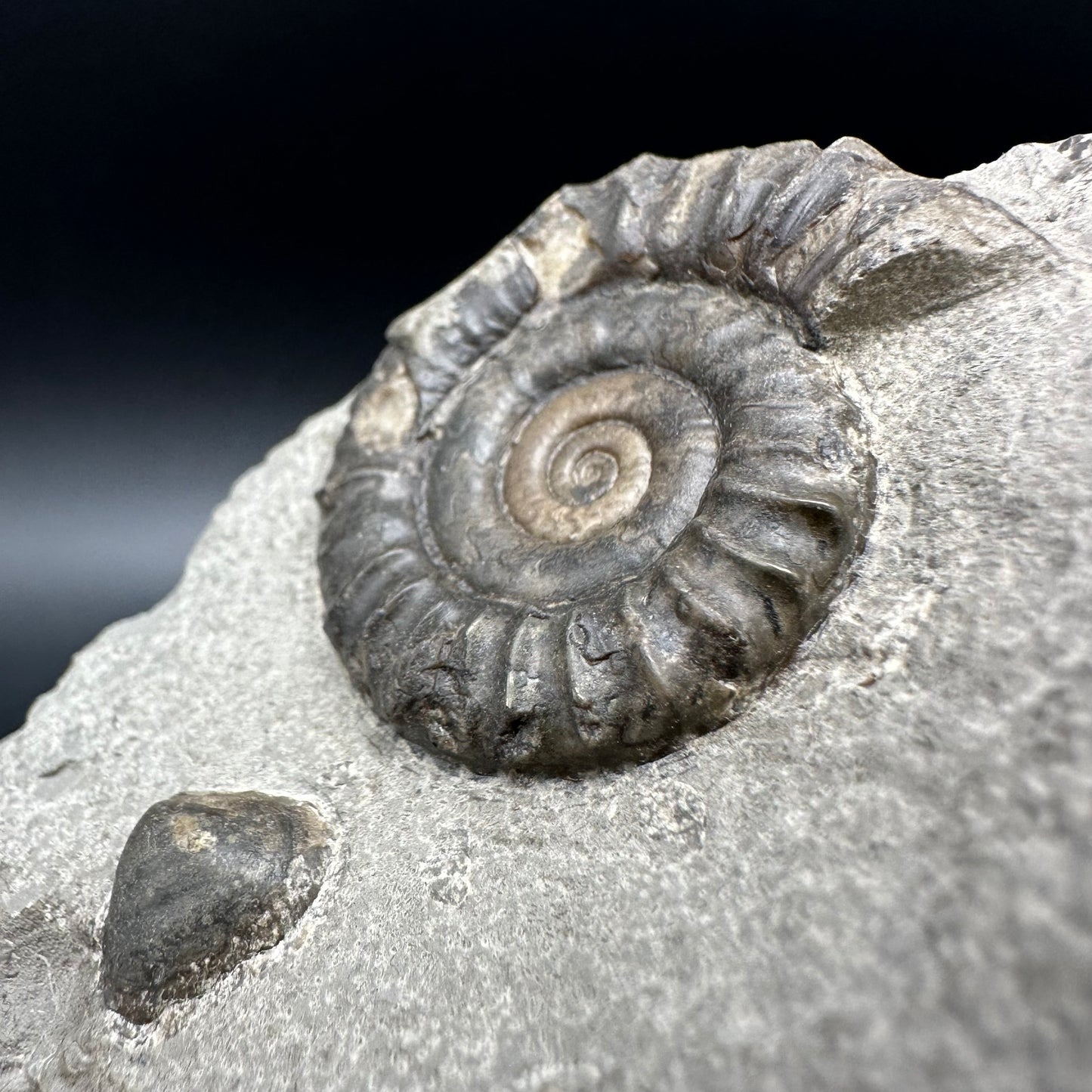 Arnioceras ammonite shell fossil with box and stand - Whitby, North Yorkshire Jurassic Coast Yorkshire Fossils