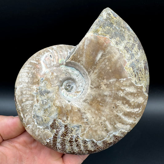 Cleoniceras Ammonite Fossil With Stand - Cretaceous Ammonite Madagascar