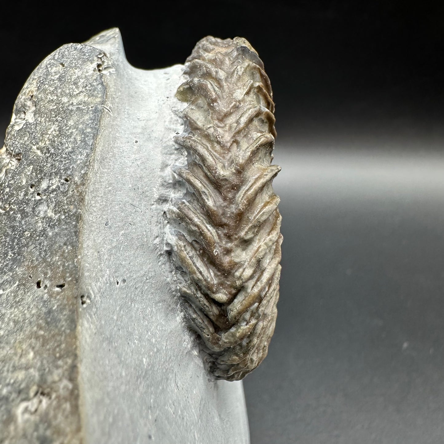Schlothemia angulata ammonite fossil with box and stand - Whitby, North Yorkshire Jurassic Coast, Yorkshire fossils
